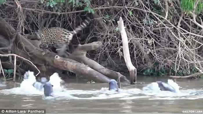 巴西圣洛伦索河美洲豹河边休憩遇凶恶水獭被吓跑