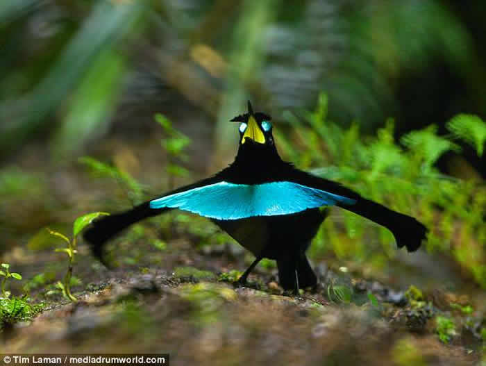 大洋洲国家巴布亚新几内亚发现全新鸟类物种“福格科普” 外型酷似天堂鸟