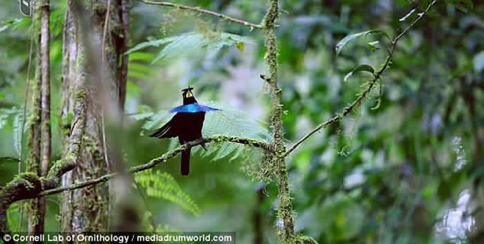 大洋洲国家巴布亚新几内亚发现全新鸟类物种“福格科普” 外型酷似天堂鸟