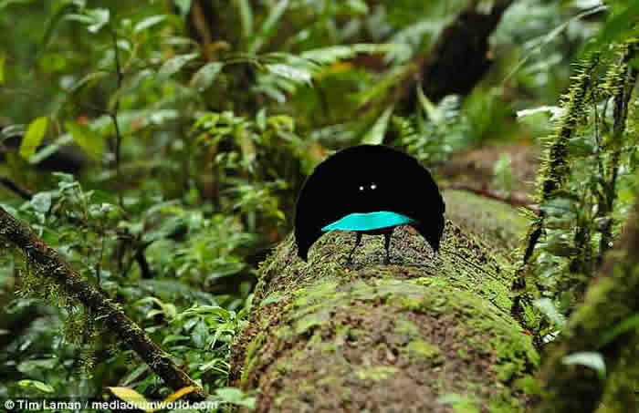 大洋洲国家巴布亚新几内亚发现全新鸟类物种“福格科普” 外型酷似天堂鸟