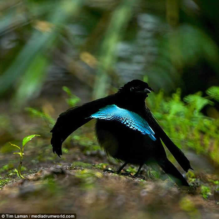 大洋洲国家巴布亚新几内亚发现全新鸟类物种“福格科普” 外型酷似天堂鸟