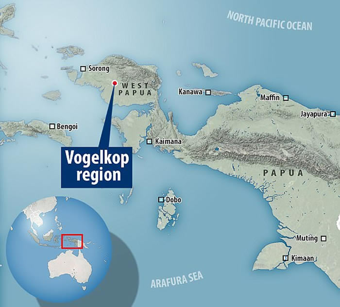 大洋洲国家巴布亚新几内亚发现全新鸟类物种“福格科普” 外型酷似天堂鸟