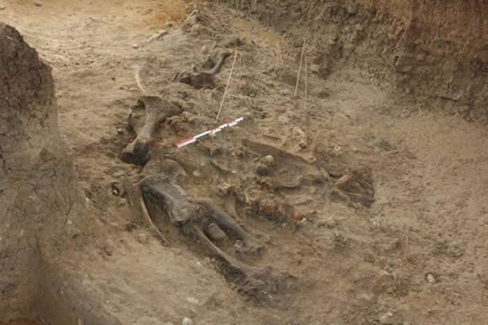 70.9万年前曾有古人类在菲律宾吕宋岛使用石制工具剖解犀牛