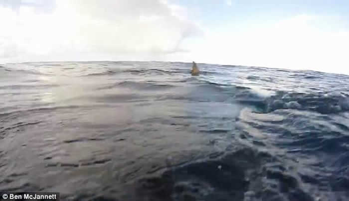 澳洲渔夫出海突然发现船下聚集了30只鲨鱼