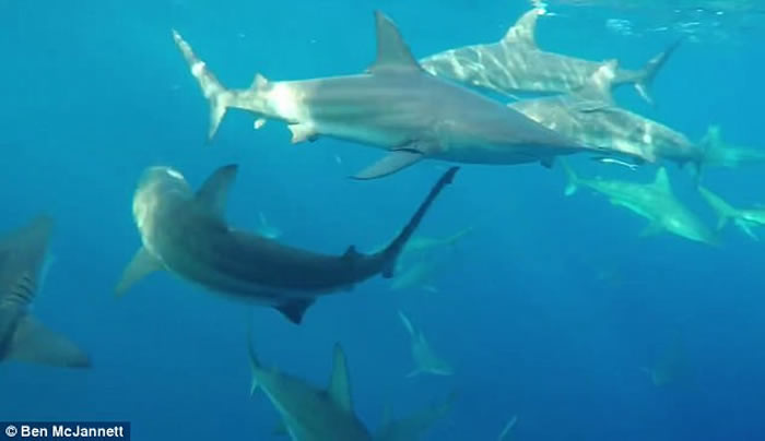 澳洲渔夫出海突然发现船下聚集了30只鲨鱼