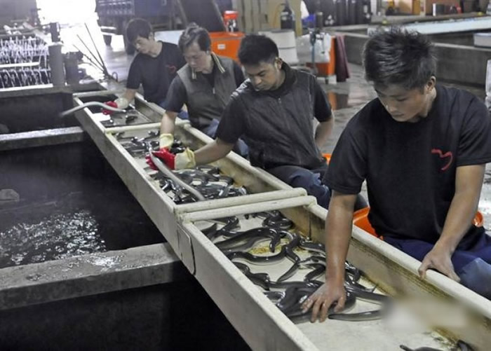 向日本输出鳗鱼及鳗苗,是台湾重要产业。(中时电子报图片)