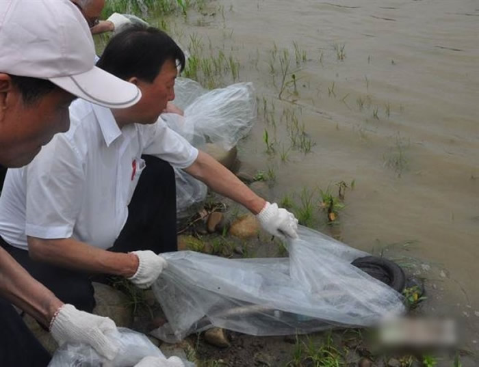 台湾新竹县年前放流母鳗,希望培育天然馒苗。