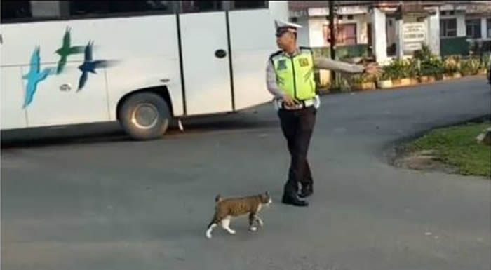 印尼南苏门答腊省警察指挥交通让猫咪过马路