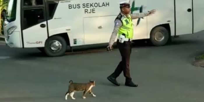 印尼南苏门答腊省警察指挥交通让猫咪过马路