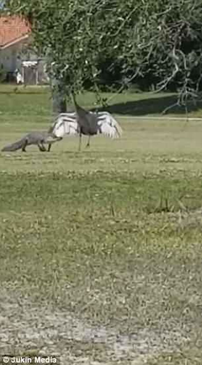 美国佛州男子拍到雄性沙丘鹤为保卫家人安全挺身对抗鳄鱼