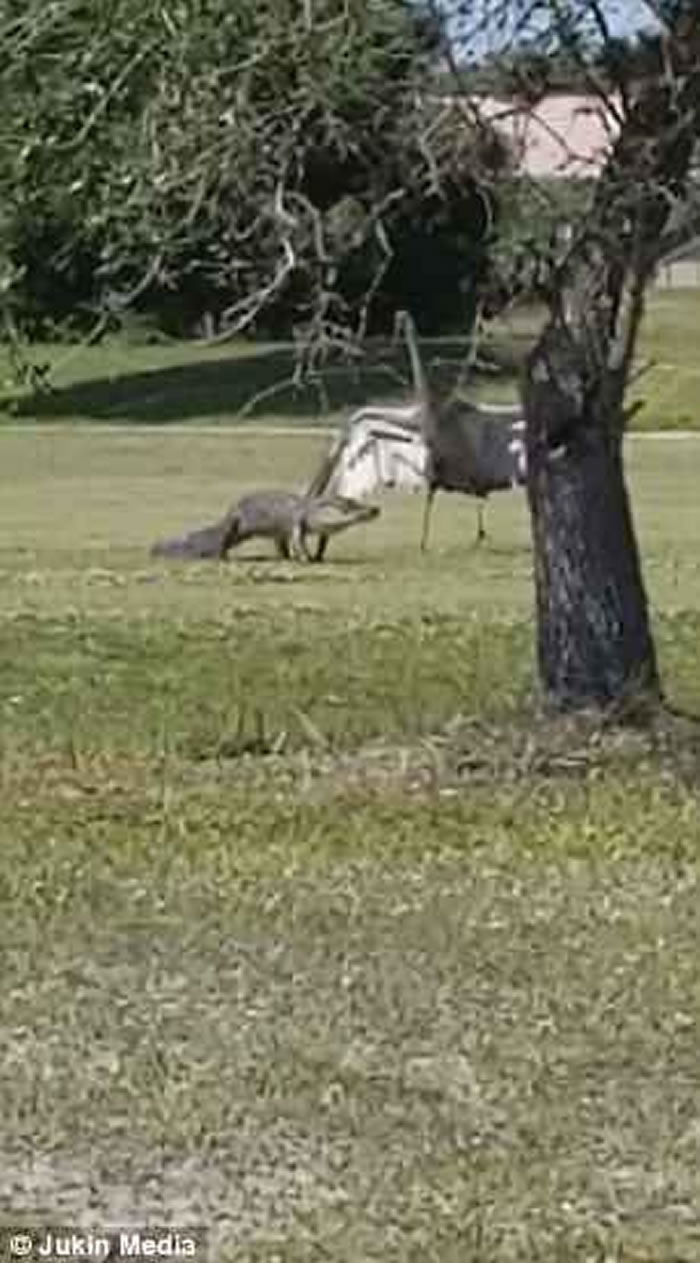美国佛州男子拍到雄性沙丘鹤为保卫家人安全挺身对抗鳄鱼