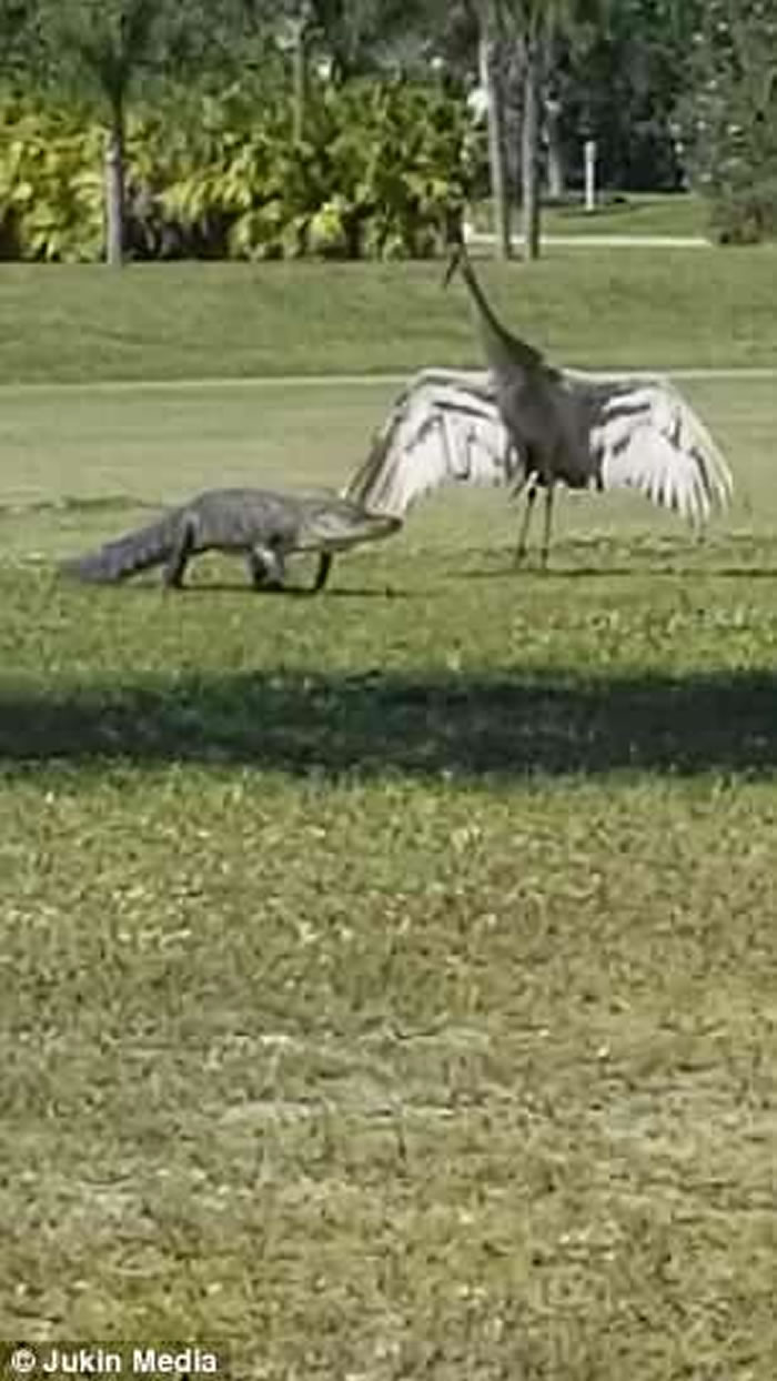 美国佛州男子拍到雄性沙丘鹤为保卫家人安全挺身对抗鳄鱼