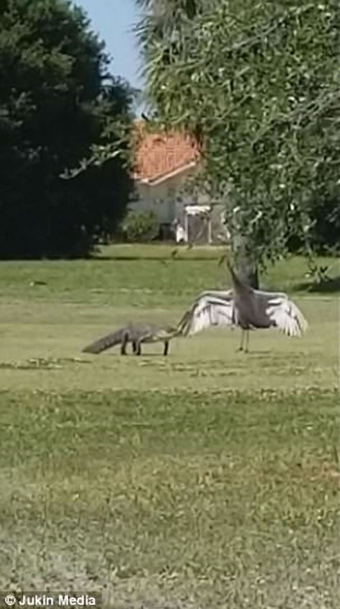 美国佛州男子拍到雄性沙丘鹤为保卫家人安全挺身对抗鳄鱼