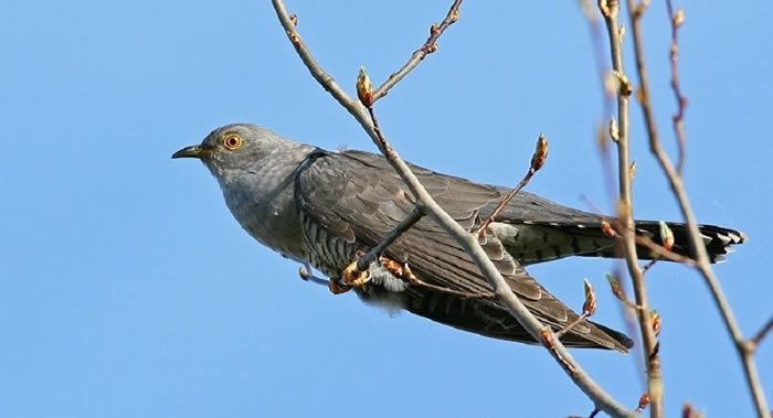 《Journal of Field Ornithology》:俄罗斯杜鹃扩张栖息地到阿拉斯加