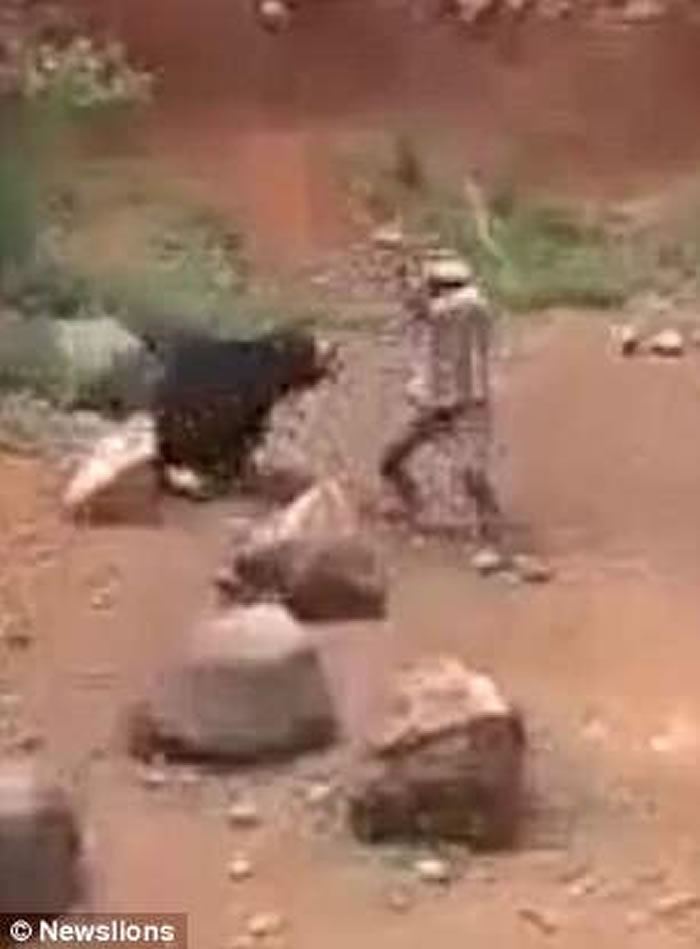 印度奥里萨邦黑熊攻击玩自拍男子 惨遭活活打死