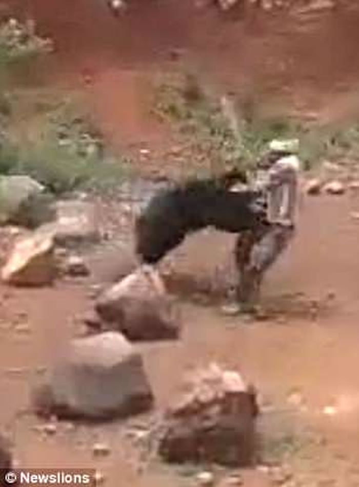 印度奥里萨邦黑熊攻击玩自拍男子 惨遭活活打死