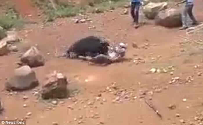 印度奥里萨邦黑熊攻击玩自拍男子 惨遭活活打死