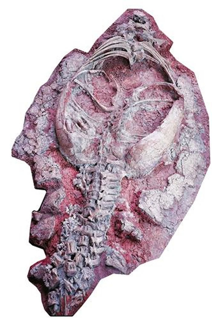 “晋地甲龙”化石