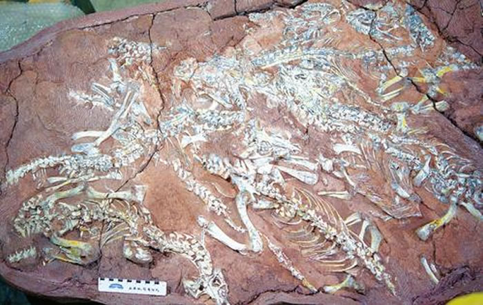 “择义王氏鳄”化石