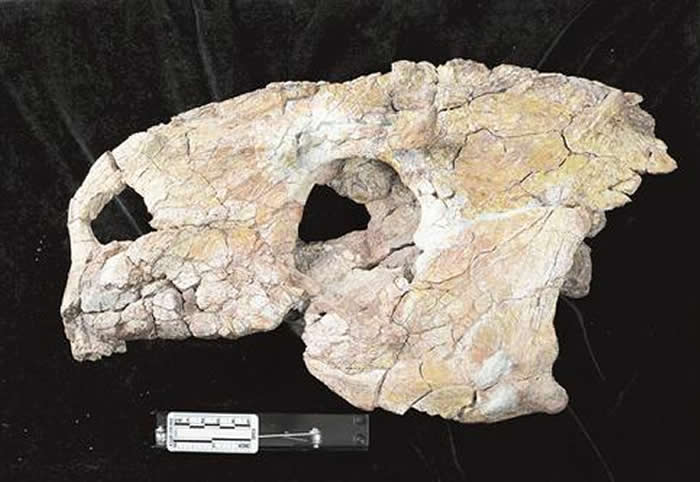 锯齿龙类头骨化石