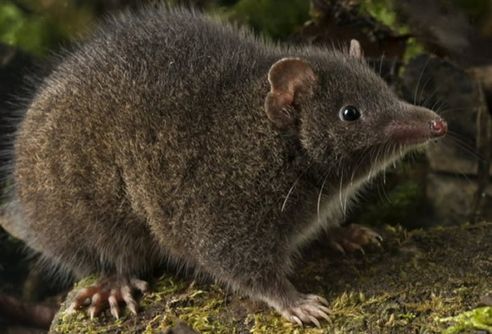 澳洲袋鼩正面临灭绝威胁 已列为濒危物种