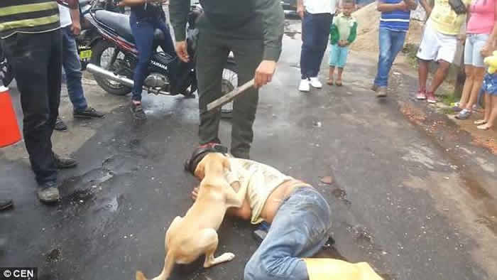 哥伦比亚男子醉卧街头 忠犬护主不容旁人接近