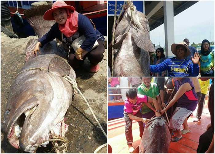 ̩��������ش�198������Ұ������ʯ����