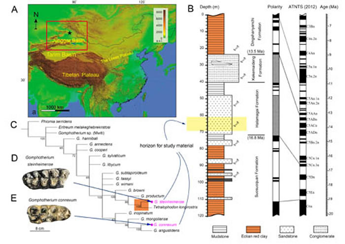 研究材料的地理位置、地层背景与嵌齿象属的系统发育树(吴妍供图)