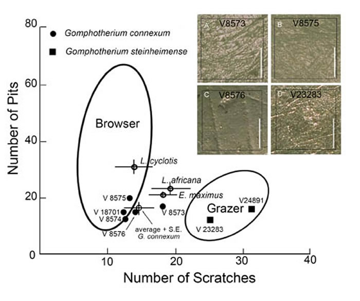 嵌齿象属牙微磨痕分析结果 (吴妍供图)
