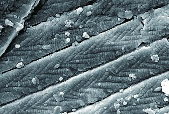 德国标本上的鳞片细节