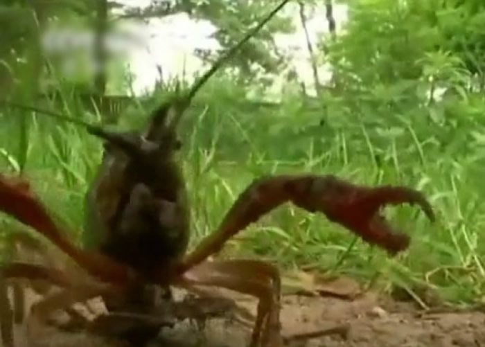 德国柏林近年被小龙虾入侵,破坏当地河流湖泊生态。