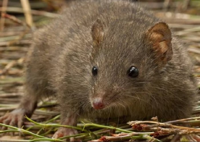 ��βС���������