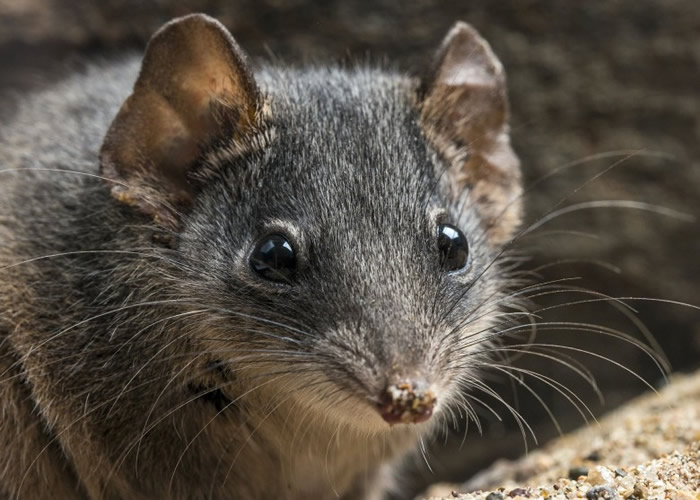 ��ͷ���������