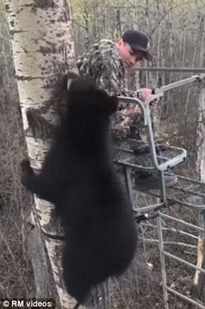 加拿大艾伯塔省少年首次外出捕猎就迎头遇上黑熊宝宝