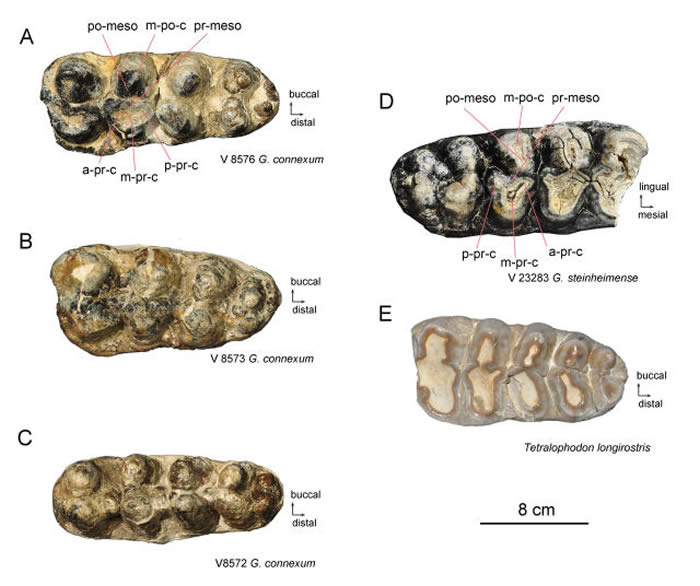 嵌齿象的臼齿化石