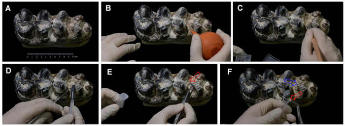 化石牙结石取样