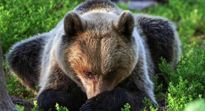 狗熊“帮助”两名迷路的俄罗斯年轻人走出森林