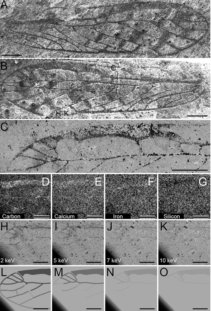 短脉螽科昆虫化石翅膀的扫描电子显微成像及能谱分析:电子束Z轴对比