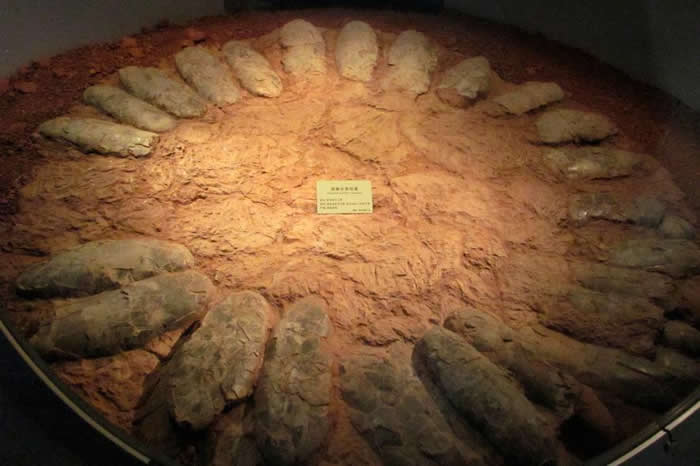 这窝在中国发现的偷蛋龙(oviraptorosaur)化石蛋巢展示出环状排列的蛋,中间有一大块空间,孵蛋的恐龙可能将大部分体重都放在这块空地。 PHOTOGRA