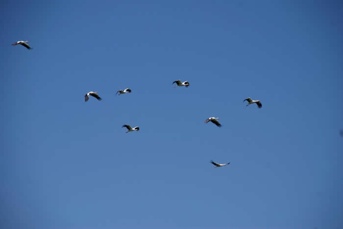 一群正在飞的白鹳