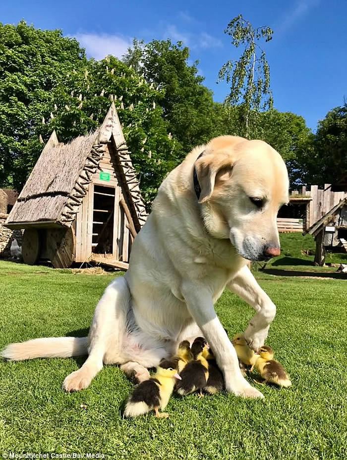 Ӣ��������˹��һֻ��������������9ֻ�¶�СѼ