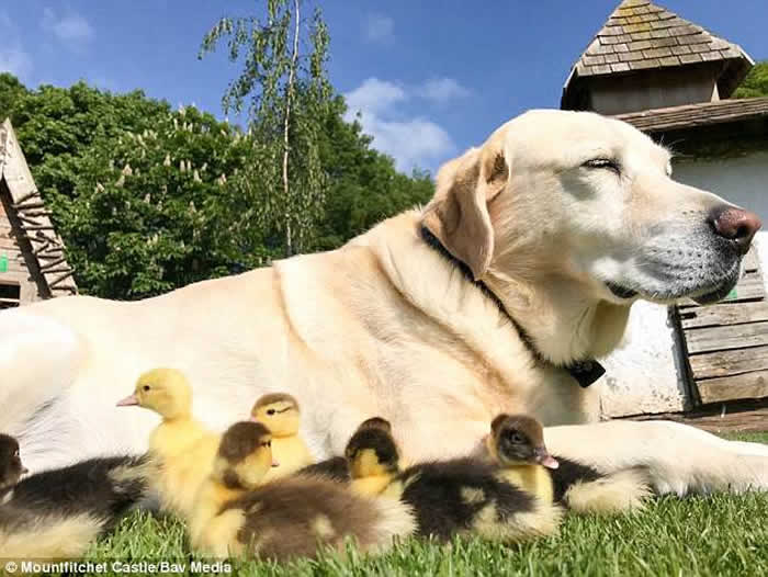 Ӣ��������˹��һֻ��������������9ֻ�¶�СѼ