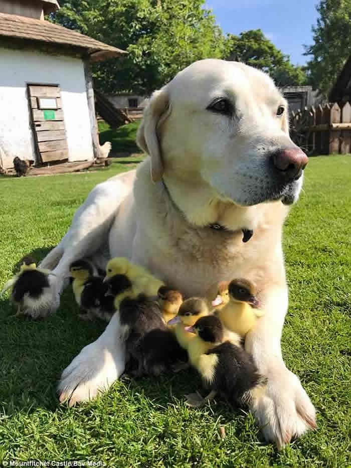 Ӣ��������˹��һֻ��������������9ֻ�¶�СѼ