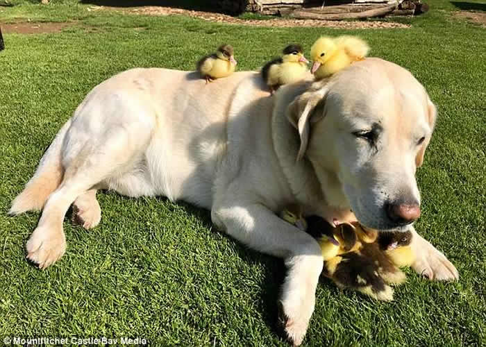 Ӣ��������˹��һֻ��������������9ֻ�¶�СѼ