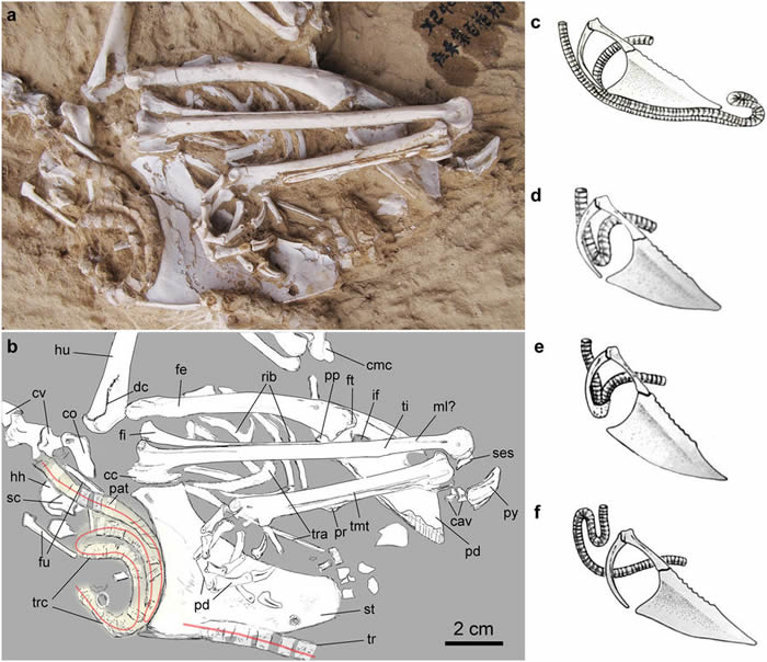 ������������ǰ�Ľ���֤�ݡ���������ط���һ������ʯ���֡�������������