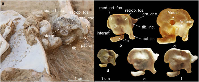 ������������ǰ�Ľ���֤�ݡ���������ط���һ������ʯ���֡�������������