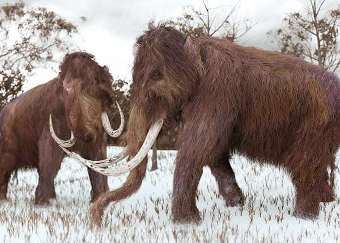 长毛象有望重现人间。