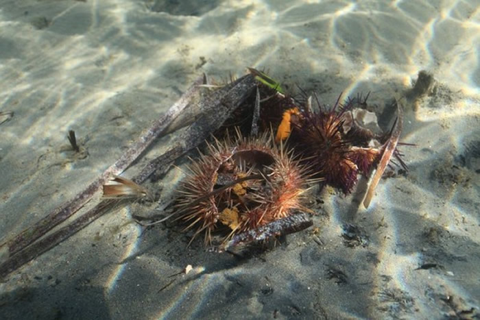 通常生活在岩石堆中的海胆,因为入侵了海草栖息地,所以遭到澳洲政府下令移除。