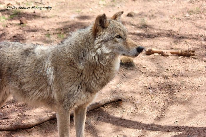 ����������ѧ��ΪCanis lupus��ͬһ���֣�����ǹ��������֣������������������˽⣬�ǹ���ͷ�����ȴ��ǵ���С��������󡢸��⣬ȱ����Ⱥ�г������ܼ�ë����