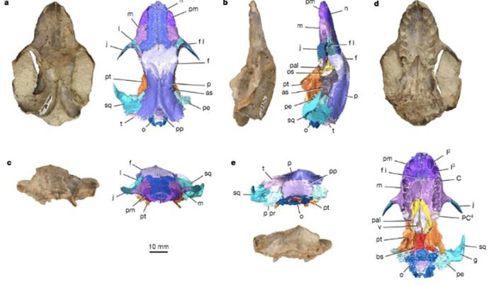 美国犹他州出土的1亿3千万年历史原始哺乳动物头骨化石或推迟大陆分裂时间